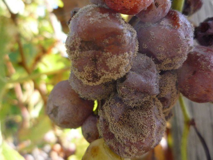 uvas colheita tardia