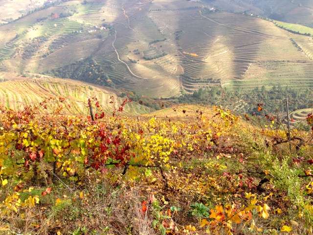 Vinhedos no Douro