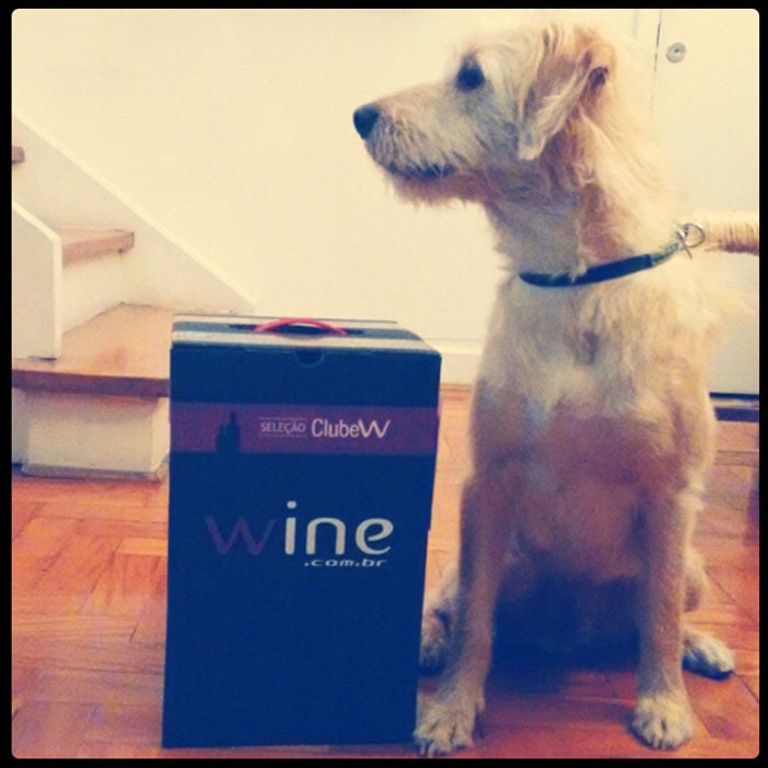 Cão