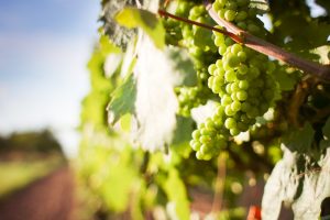 saiba mais sobre a uva semillon