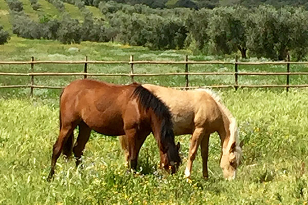 Cavalos Morellos