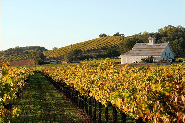 Napa Valley