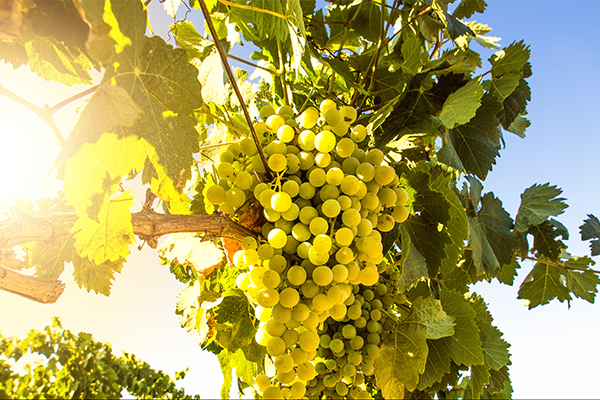 Riesling