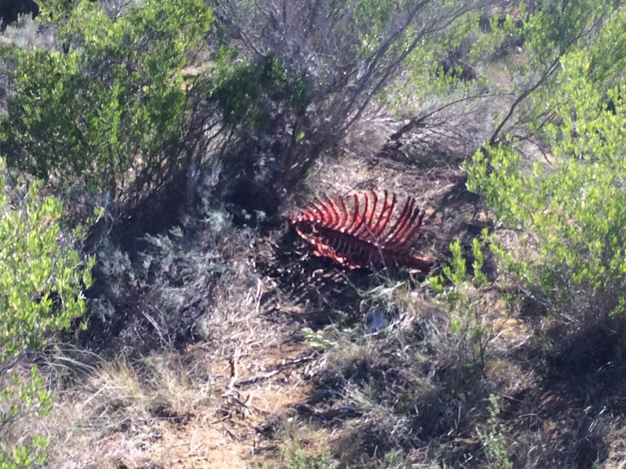 Diário do Winehunter