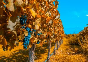 Vinhos da América Latina