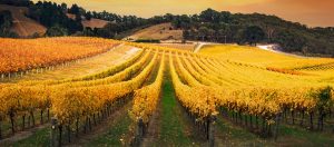 Austrália - Uma joia do Novo Mundo | Winepedia