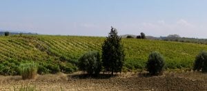 Bairrada - uma tradição de séculos | Winepedia