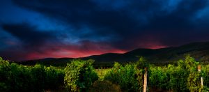 Na calada da noite - vinhos de uvas de colheita noturna | Winepedia