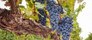 Uma uva, muitos nomes | Winepedia