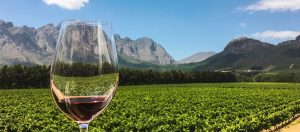 A cultura do vinho na África do Sul | Winepedia