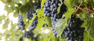 Malbec e Cabernet Sauvignon - encontro de gigantes | Winepedia