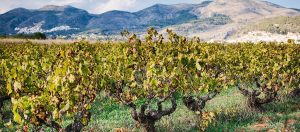 Monastrell, uma espanhola de caráter | Winepedia