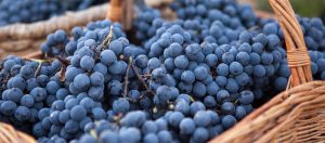 Varietal - Sabor da terra | Winepedia