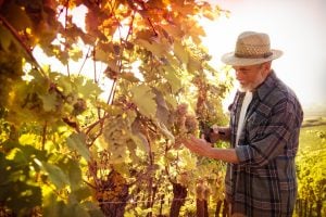 Histórias de imigração | Winepedia