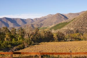 Os muitos caminhos do Limarí | Winepedia