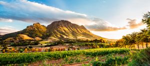 Sustentabilidade na África do Sul | Winepedia