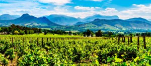 Western Cape: a gigante sul-africana | Winepedia