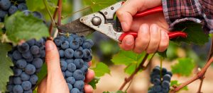 É tempo de colheita | Winepedia