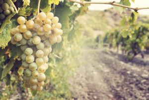 Série uvas - Ribolla Gialla | Winepedia