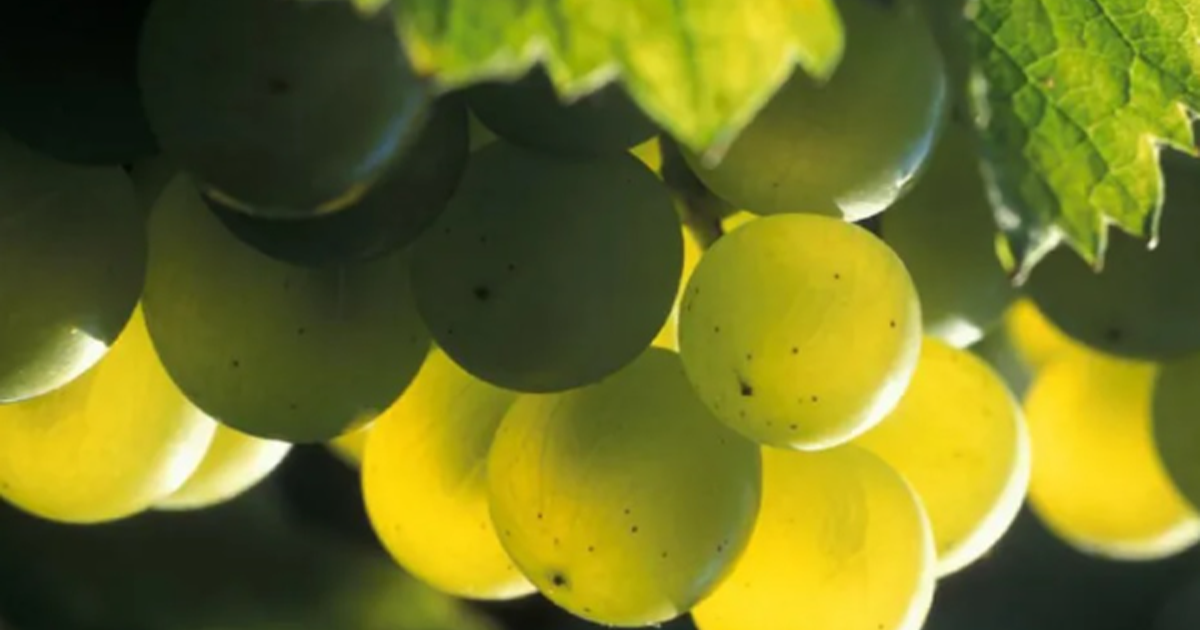 Chenin Blanc: origem, características e dicas de vinhos da uva sul ...